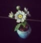 bloem.jpg