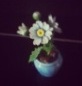 flor blanca Flor